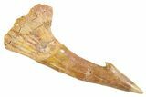 Fossil Sawfish (Onchopristis) Rostral Barb - Morocco #356406-1